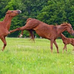 Ist Dominanztraining artgerecht? Ist Dominanztraining artgerecht?