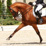 Wann steht ein Pferd unter Stress? Wann steht ein Pferd unter Stress?