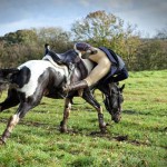 Umfrage zur Sicherheit im Reitsport Umfrage zur Sicherheit im Reitsport