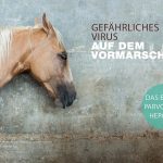 Das Equine Parvovirus- Hepatitis: Gefährliches Virus auf dem Vormarsch? Das Equine Parvovirus- Hepatitis: Gefährliches Virus auf dem Vormarsch?