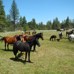 Der Kampf um Amerikas Mustangs – ein (anderer) Ansatz Der Kampf um Amerikas Mustangs – ein (anderer) Ansatz