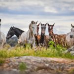 Reizthema Anreiten – Überlegungen zu den Tierschutz-Leitlinien Reizthema Anreiten – Überlegungen zu den Tierschutz-Leitlinien