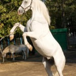 Spektakulär statt fair: Über Pferdetraining vor laufender Kamera