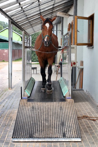 Laufbänder sind "in", können Pferden aber auf Dauer schaden. (Foto: Shutterstock.com)