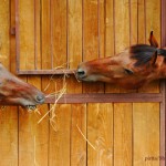 Pferde Kombiversicherung, welche Pferdeversicherungen können kombiniert werden?
