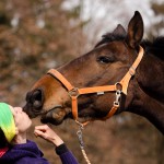 Selbstbewusste Pferde: Wie Motivation die Pferdepersönlichkeit stärkt
